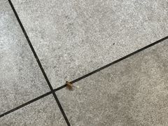 -魏家凉皮(梨园店)