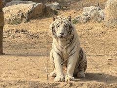 -北京野生动物园