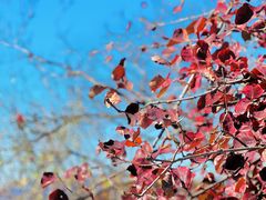 -北京西山国家森林公园