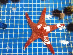 -滑记海鲜饭店·老字号(海鲜街店)