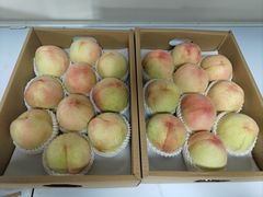 -南汇新场正宗水蜜桃采摘