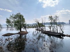 -洱海月湿地公园