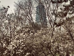 -红梅公园