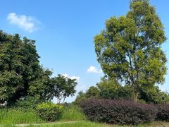 -张坝桂圆林公园