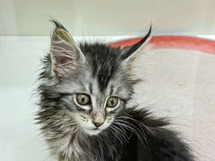 -青奢宠物·青奢猫舍