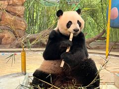 -广州长隆野生动物世界