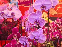 -越秀西湖花市(广州城市广场花卉店)