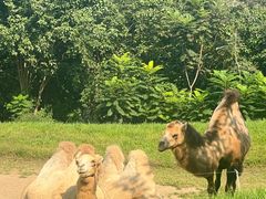 -北京野生动物园