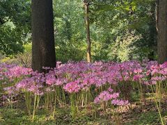-杭州植物园