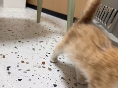 -瑞派康怡24h宠物医院·犬猫医疗中心·微创绝育(瑞景分院)