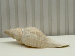 -青岛贝壳博物馆