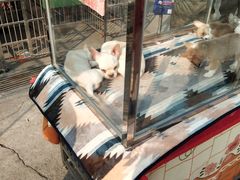 -中环花鸟鱼虫市场