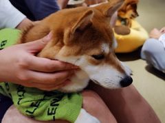 -逗柴咖啡屋·狗咖猫咖宠物桌游