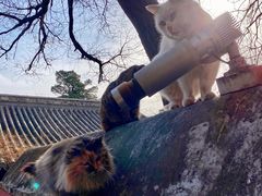 -大觉寺-停车场