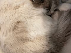 -遇见羊驼·奶狗咖·布偶猫咖·法斗柯基柴犬阿拉斯加(春熙路太古里IFS店)