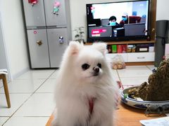 -喜多萌中农锦绣动物医院24H·猫科·牙科MRI·CT