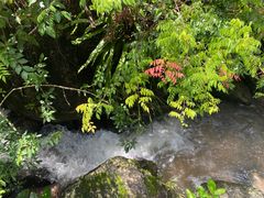 -阳台山森林公园