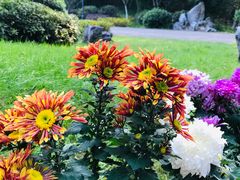-菊花台公园