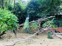 -广州长隆飞鸟乐园