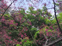 -桃花涧