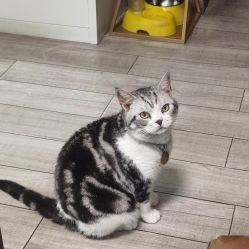 -荔刺青纹身·手穿孔饰品