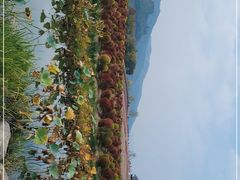 -径山花海