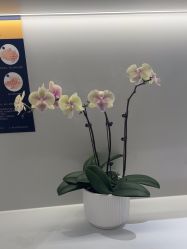 -杭州米兰柏羽医疗美容医院