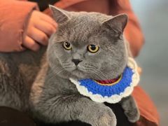 -瑞派名望24h动物医院异宠专科·猫专科·骨科·重症监护分院
