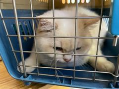 -瑞派康怡24h宠物医院·犬猫医疗中心·微创绝育(瑞景分院)