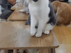 -李小姐の猫咖啡馆(五角场店)