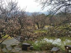 -香雪海