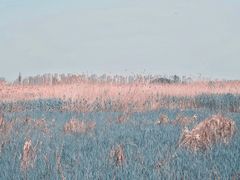 -合肥滨湖国家森林公园