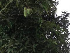-横琴公社餐厅
