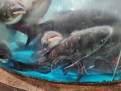 -魏铭鱼头捞饭(晋阳路店)