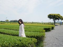 -雪绿茶博物馆