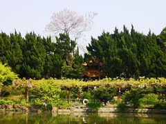 -嘉定紫藤园