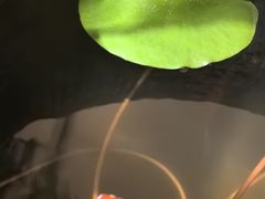 -慢丽江·云南野生菌土鸡锅(付家庄店)