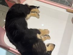 -FAELING PETS美天灵宠物(合生汇店)