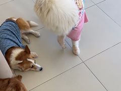 -怪兽屋·羊驼·猫咖·狗咖(俊华广场店)
