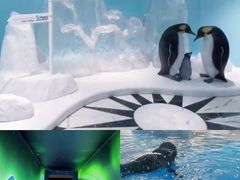 -上海海洋水族馆