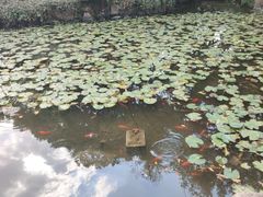 -上海醉白池公园