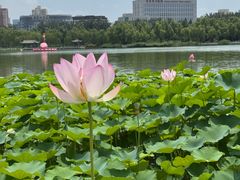 -莲花池公园