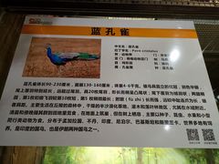 -萌宠奇缘