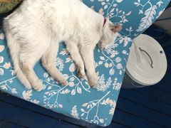 海妖酒吧-Sirena海妖日咖夜酒