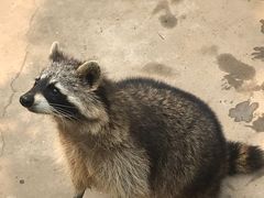 -石家庄市动物园