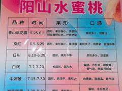 -老袁家蜜桃农场·阳山水蜜桃