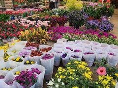 -双季花艺园艺市场(浦东店)