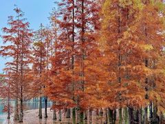 -白鹭湾湿地公园