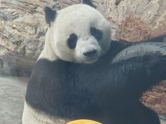 -石家庄市动物园