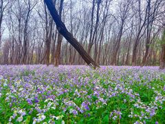 -汉石桥湿地公园